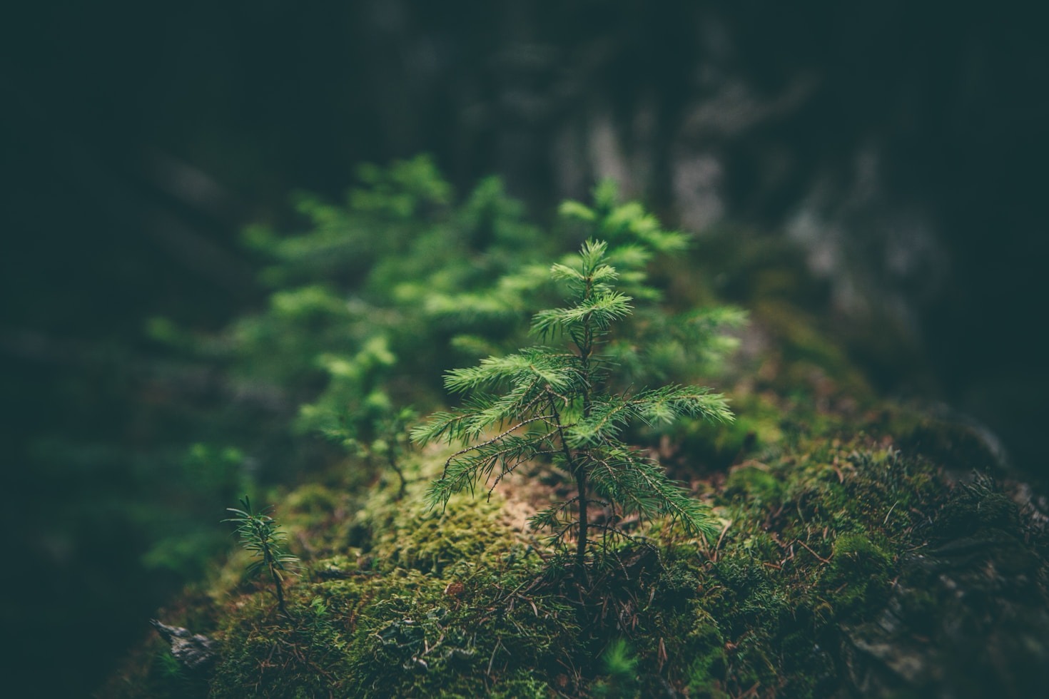 Hvordan Biodiversitet Beriger Vores Liv