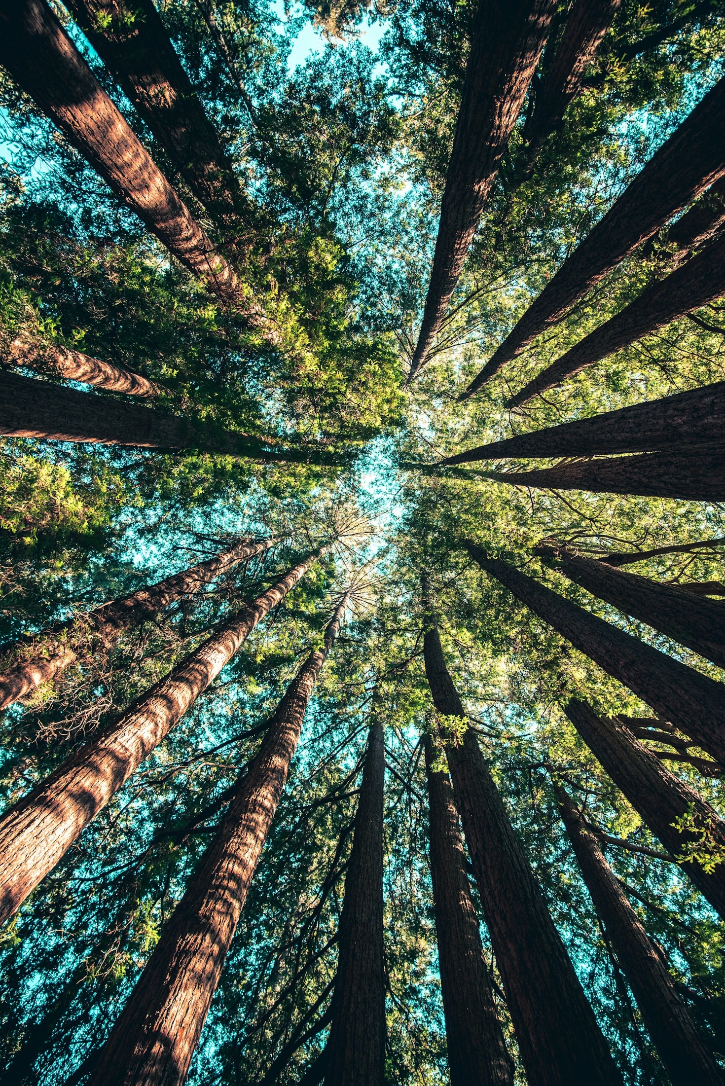 Fotografi der Fremhæver Naturens Detaljer